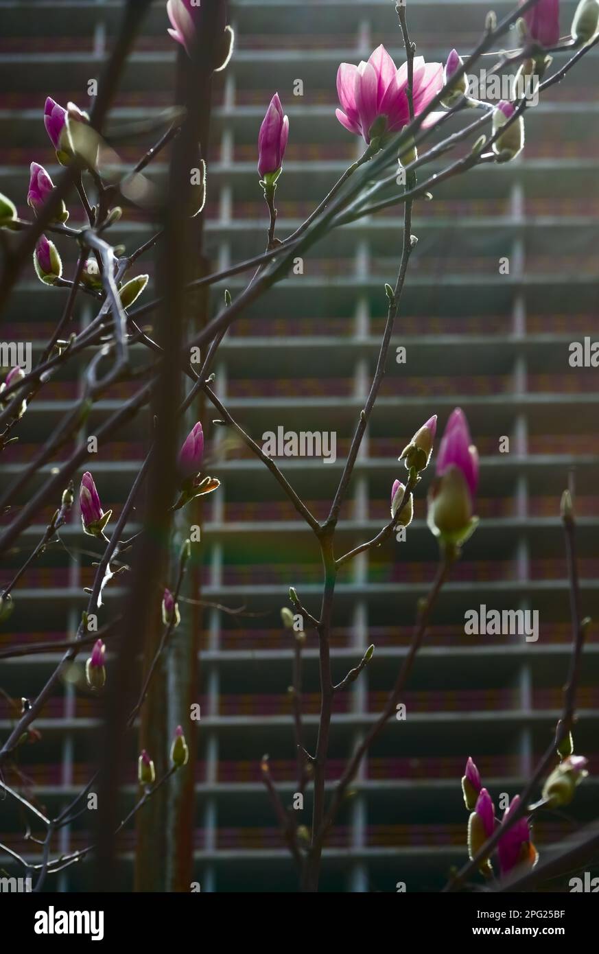 Fleur de magnolia en paysage urbain Banque D'Images