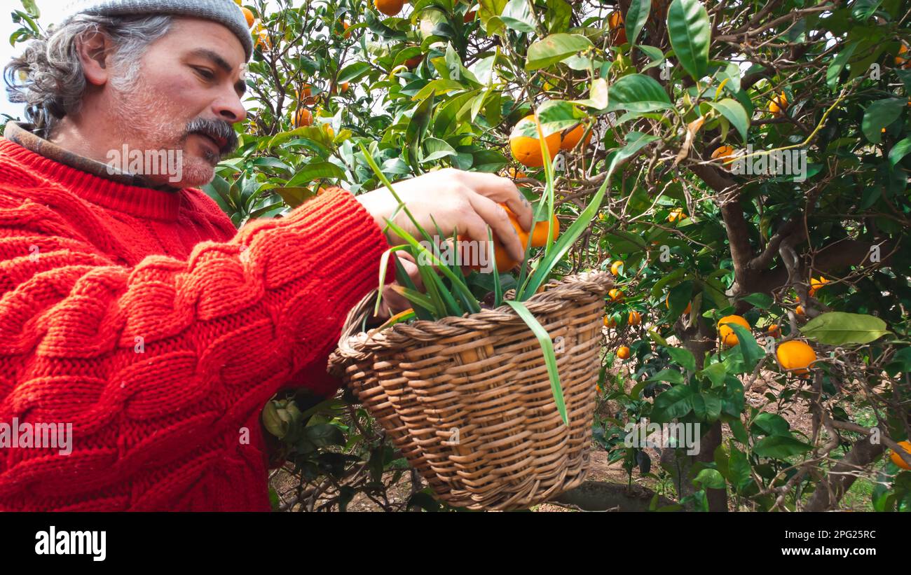 fermier cueillant des oranges avec un panier en osier dans une orangeraie Banque D'Images