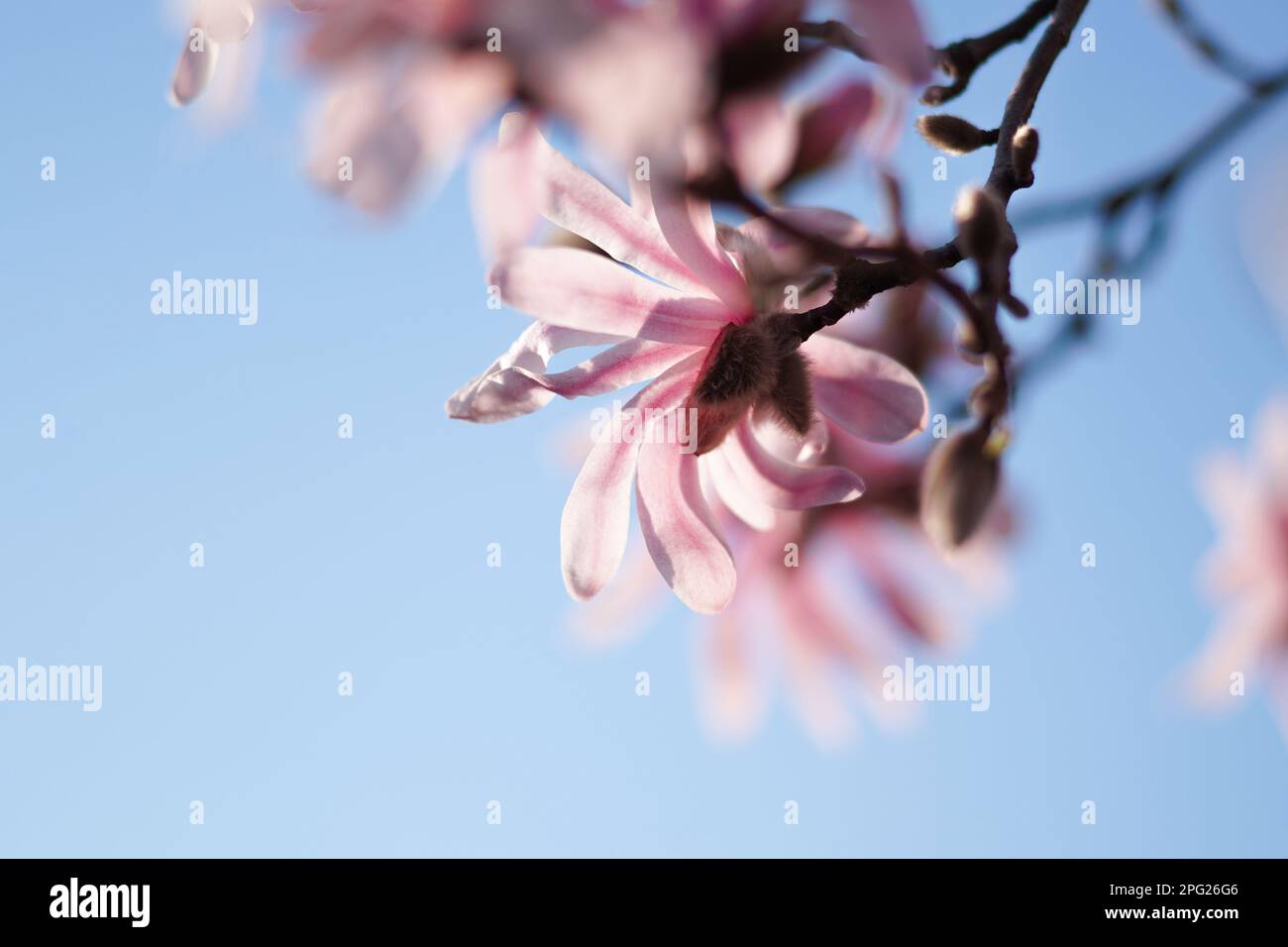 Gros plan sur les fleurs roses du magnolia en fleurs, le cultivar Magnolia stellata 'rosea' en plein soleil avec un ciel bleu foncé en arrière-plan. Copie s Banque D'Images