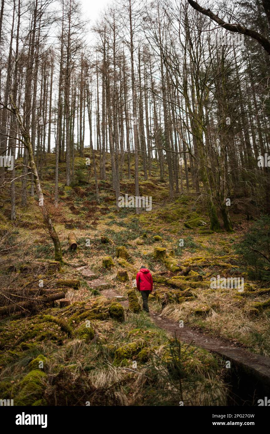 Solo Man randonnée dans la forêt écossaise des Highlands en hiver Banque D'Images