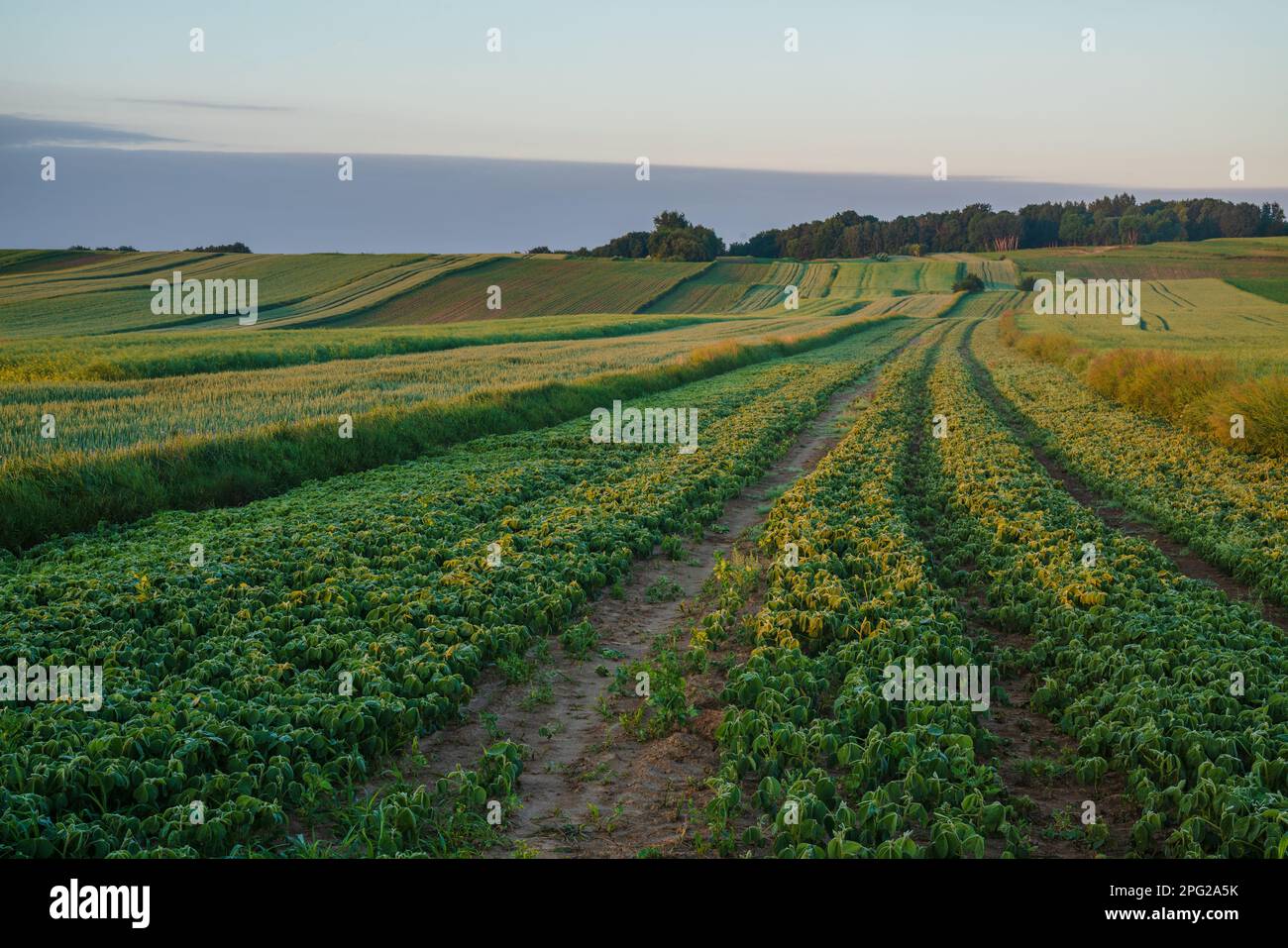 Vaste, agriculture biologique en Pologne Banque D'Images