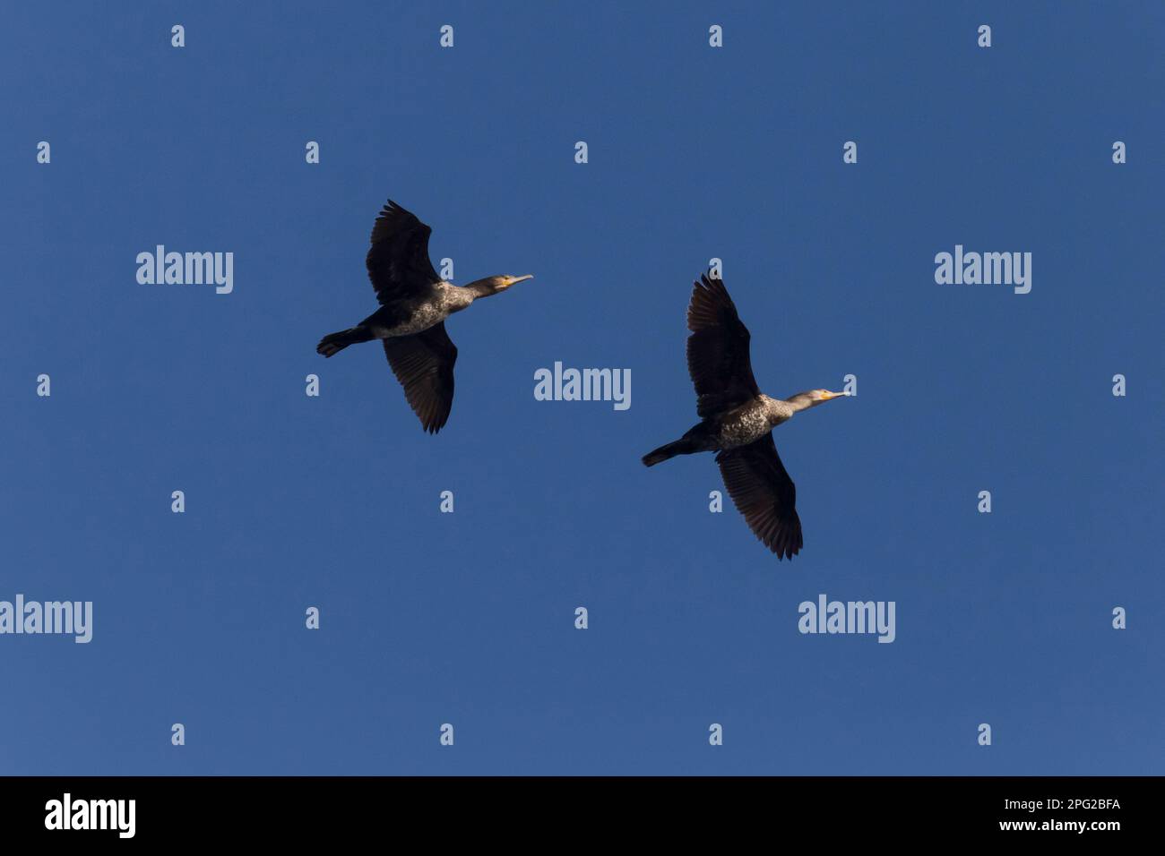 deux grands cormorans volant dans un ciel bleu clair Banque D'Images