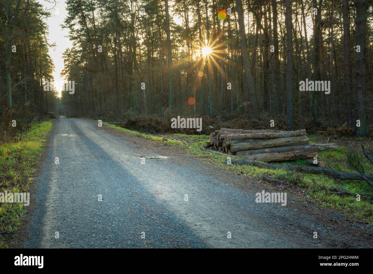 Route de gravier dans la forêt et l'éblouissement du soleil, vue d'automne Banque D'Images