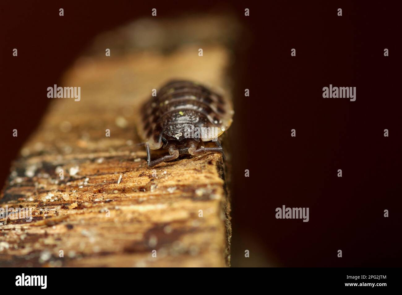 Maison commune de bois (Oniscus asellus) sur un morceau de bois, face à l'appareil photo, Macrophotographie Arthropodes, isopodes, Mauerassel, Assel Banque D'Images