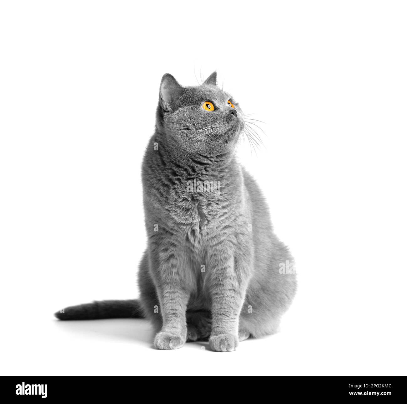 Un chat gras de shorthair avec de grands yeux rouges est assis sur un fond blanc. Obésité animale. Chat britannique sur fond blanc. Un grand chat de la race britannique Banque D'Images