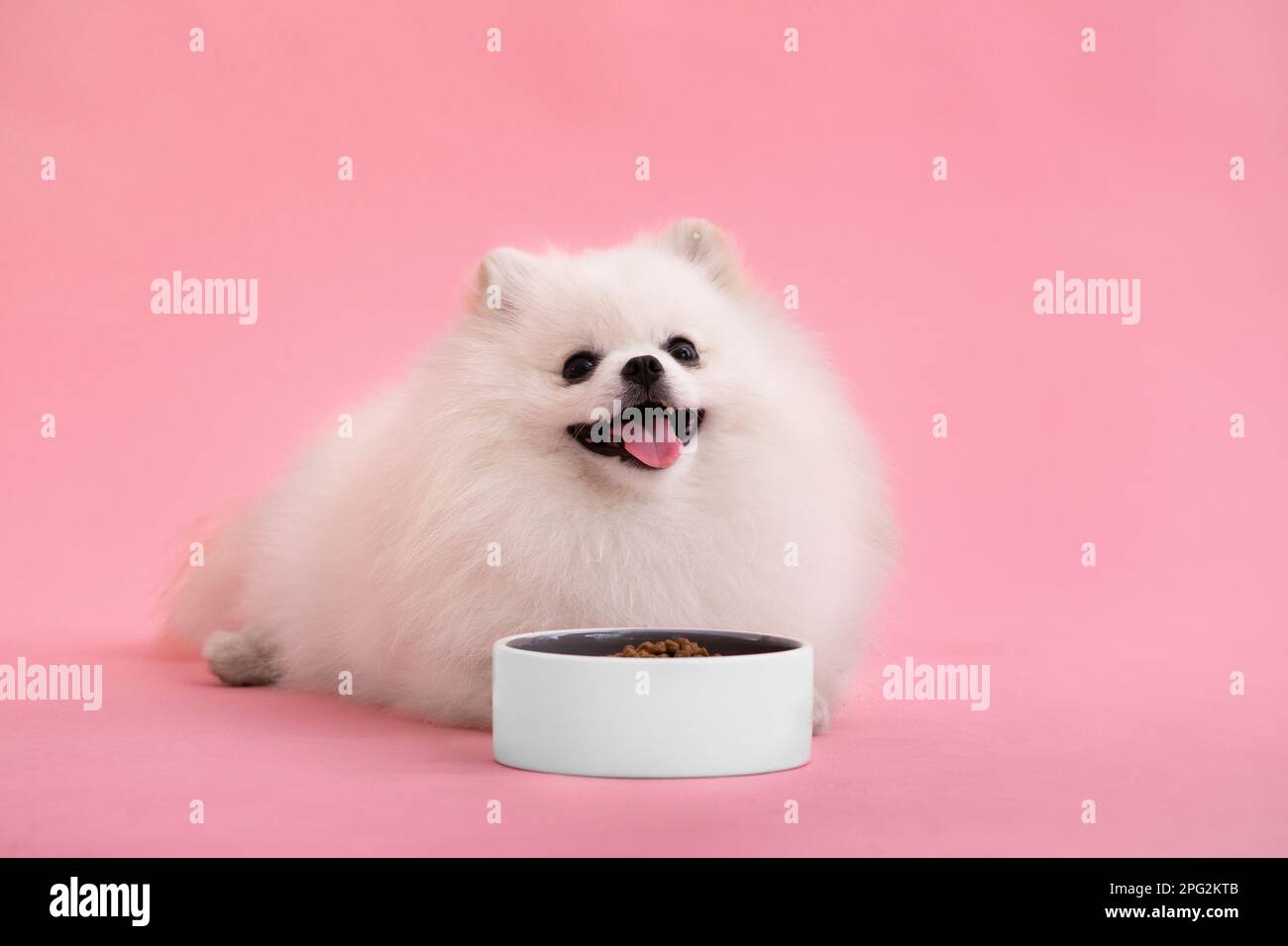 Portraite de mignon petit chiot moelleux de pomeranian spitz. Petit chien souriant couché sur fond rouge vif et tendance. Le chien Spitz se trouve près d'un bol de nourriture Banque D'Images