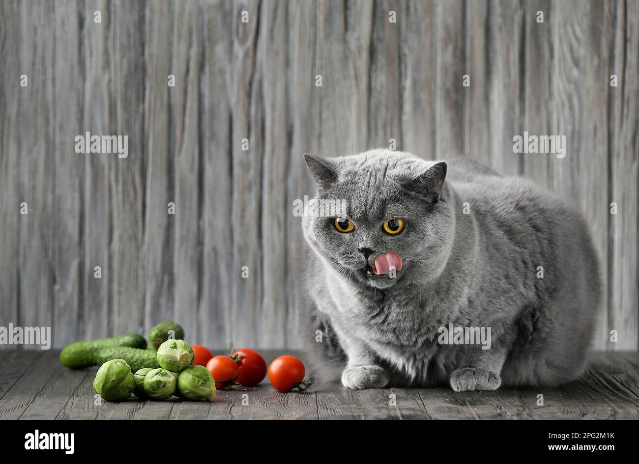Le chat mange des légumes et lèche ses lèvres. Alimentation saine d'un chat pur-sang. Shorthair écossais sur un régime. Gros animal. Banque D'Images