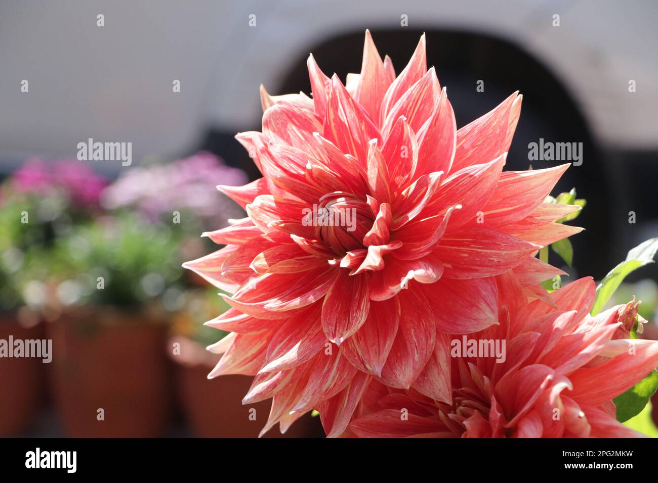 Fleur rouge et rose coloration Dahlia beauté Banque D'Images