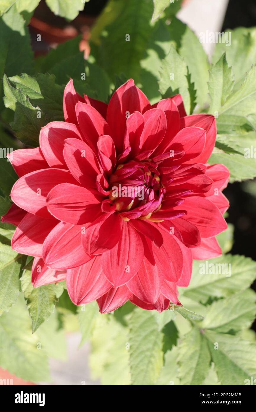 Fleur rouge et rose coloration Dahlia beauté Banque D'Images