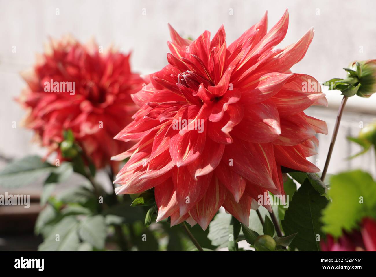 Fleur rouge et rose coloration Dahlia beauté Banque D'Images