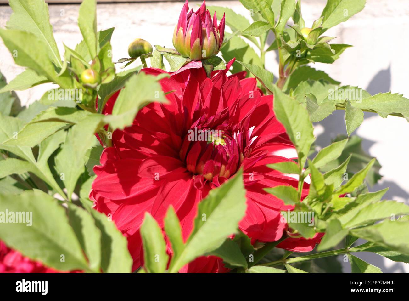 Fleur rouge et rose coloration Dahlia beauté Banque D'Images
