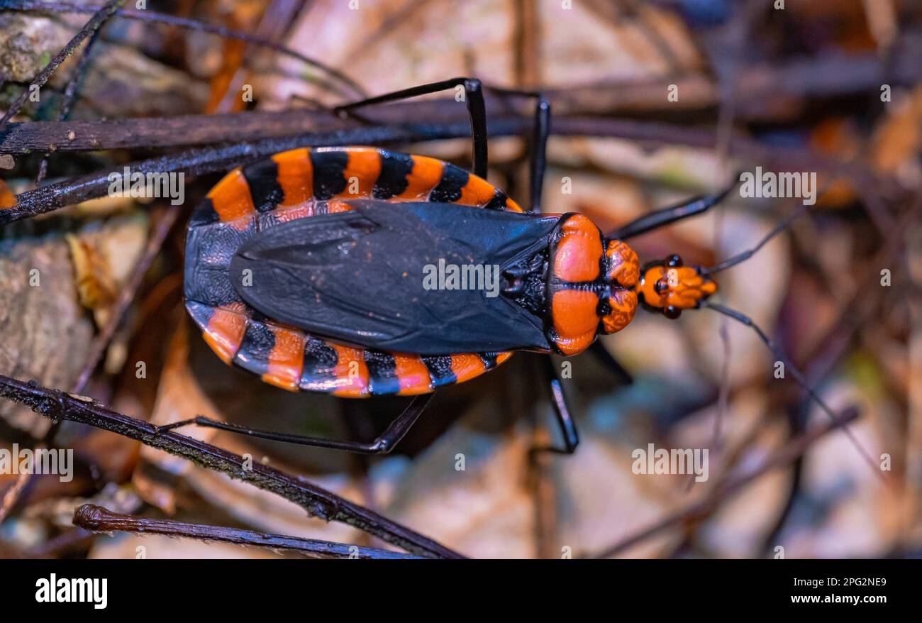 Gros plan de Triatoma infestans insecte ravageur sur la plante Banque D'Images