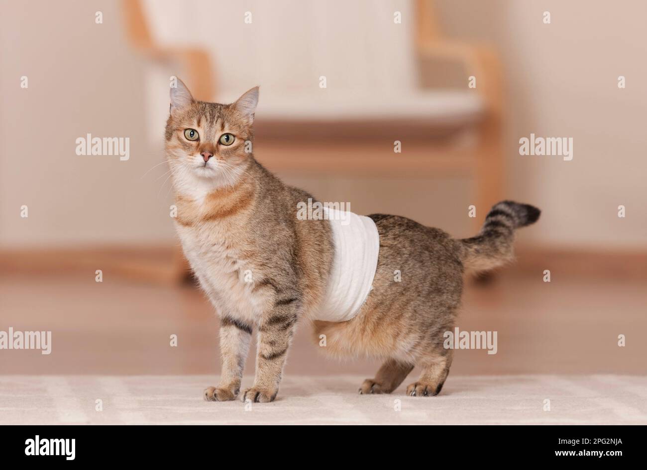 Chat domestique Un chat adulte avec un bandage autour de son ventre debout  dans un plat Photo Stock - Alamy