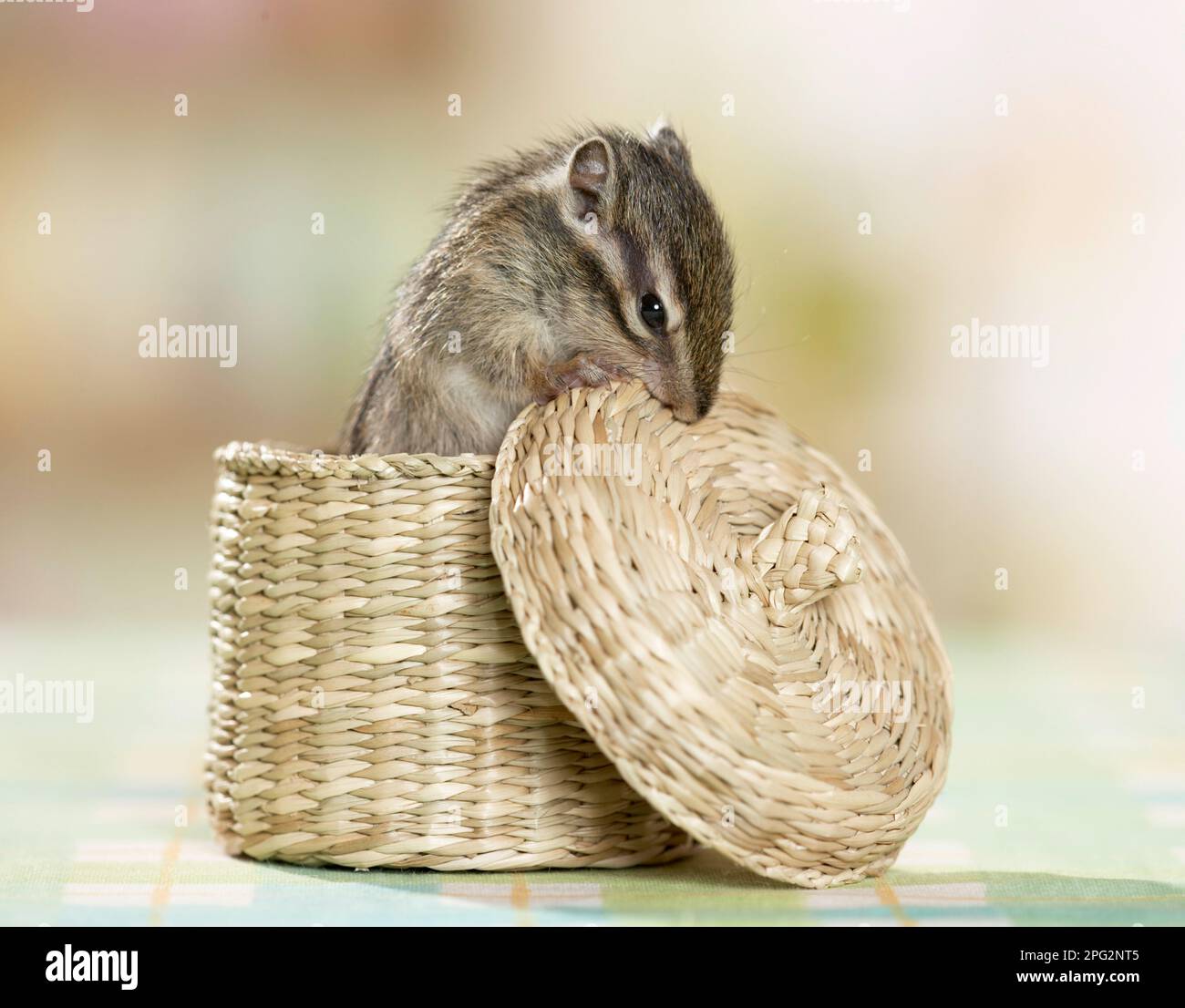 Chipmunk sibérien (Tamias sibiricus). Jeune (5 semaines) dans un petit panier. Allemagne Banque D'Images