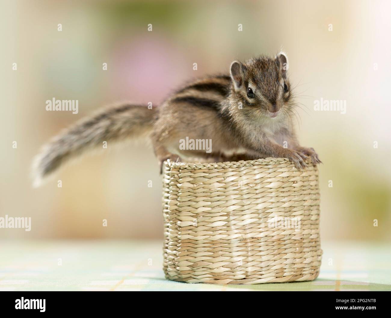 Chipmunk sibérien (Tamias sibiricus). Jeune (5 semaines) sur un petit panier. Allemagne Banque D'Images