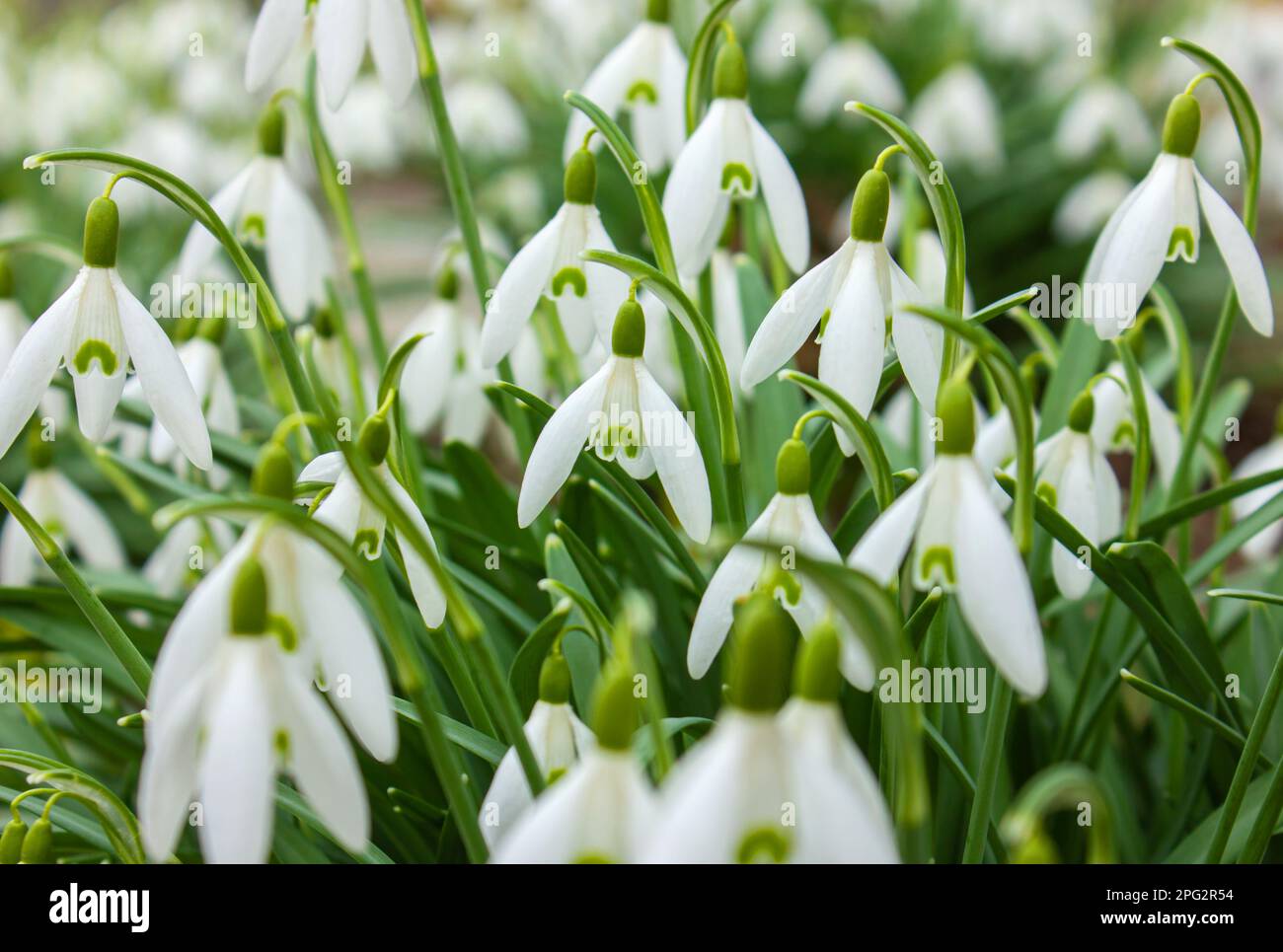 Fleurs du premier printemps. Fleurs des gouttes de neige printanières. Début du printemps, fleurs en gros plan. Banque D'Images
