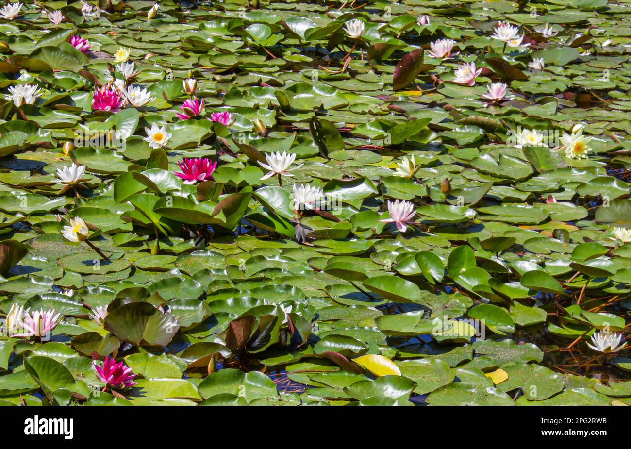Fleur de Lotus blanc et rose et feuillage de nénuphars luxuriant sur la surface de l'eau du lac. Fond blanc et rose Lotus Flower. Banque D'Images