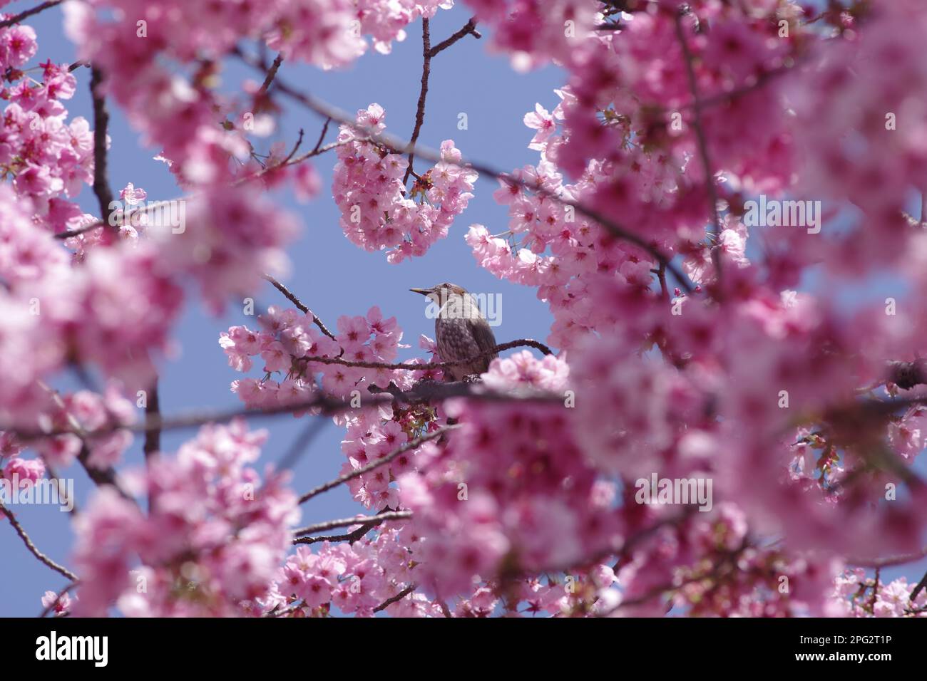 Fleur de cerisier et oiseau Banque D'Images