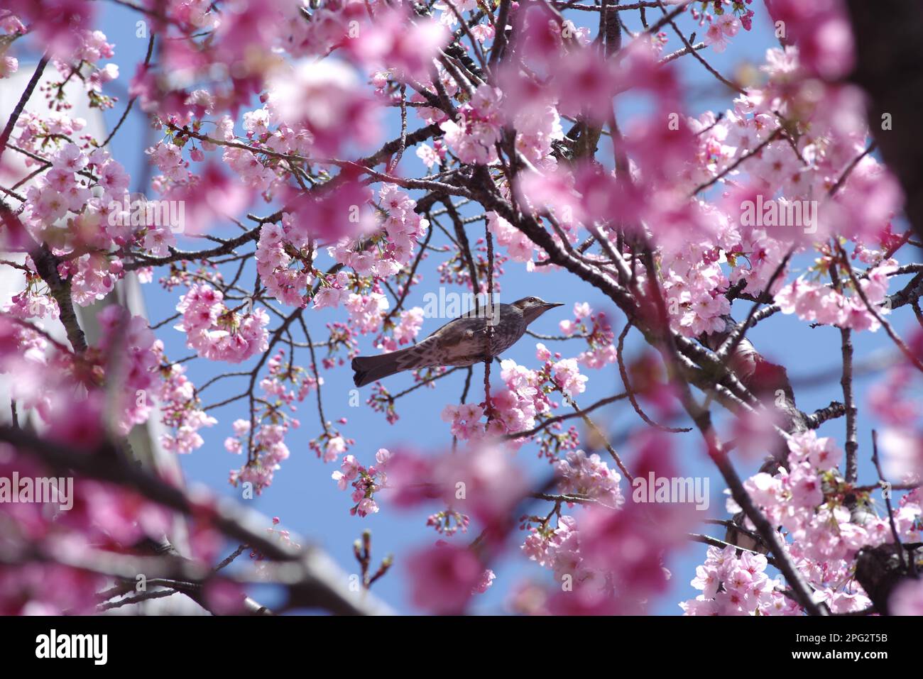 Fleur de cerisier et oiseau Banque D'Images