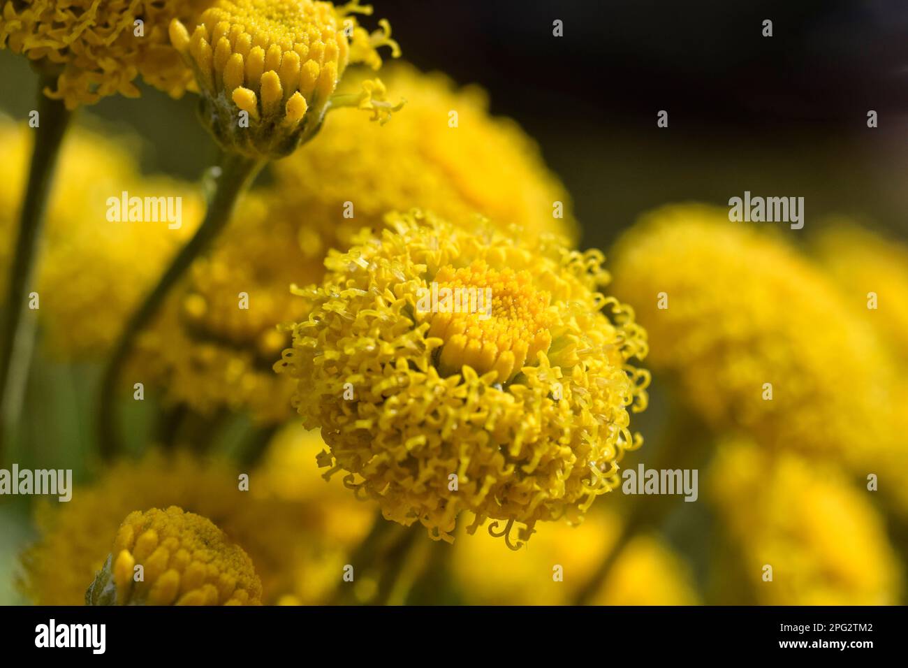 fleurs de santolina Banque D'Images