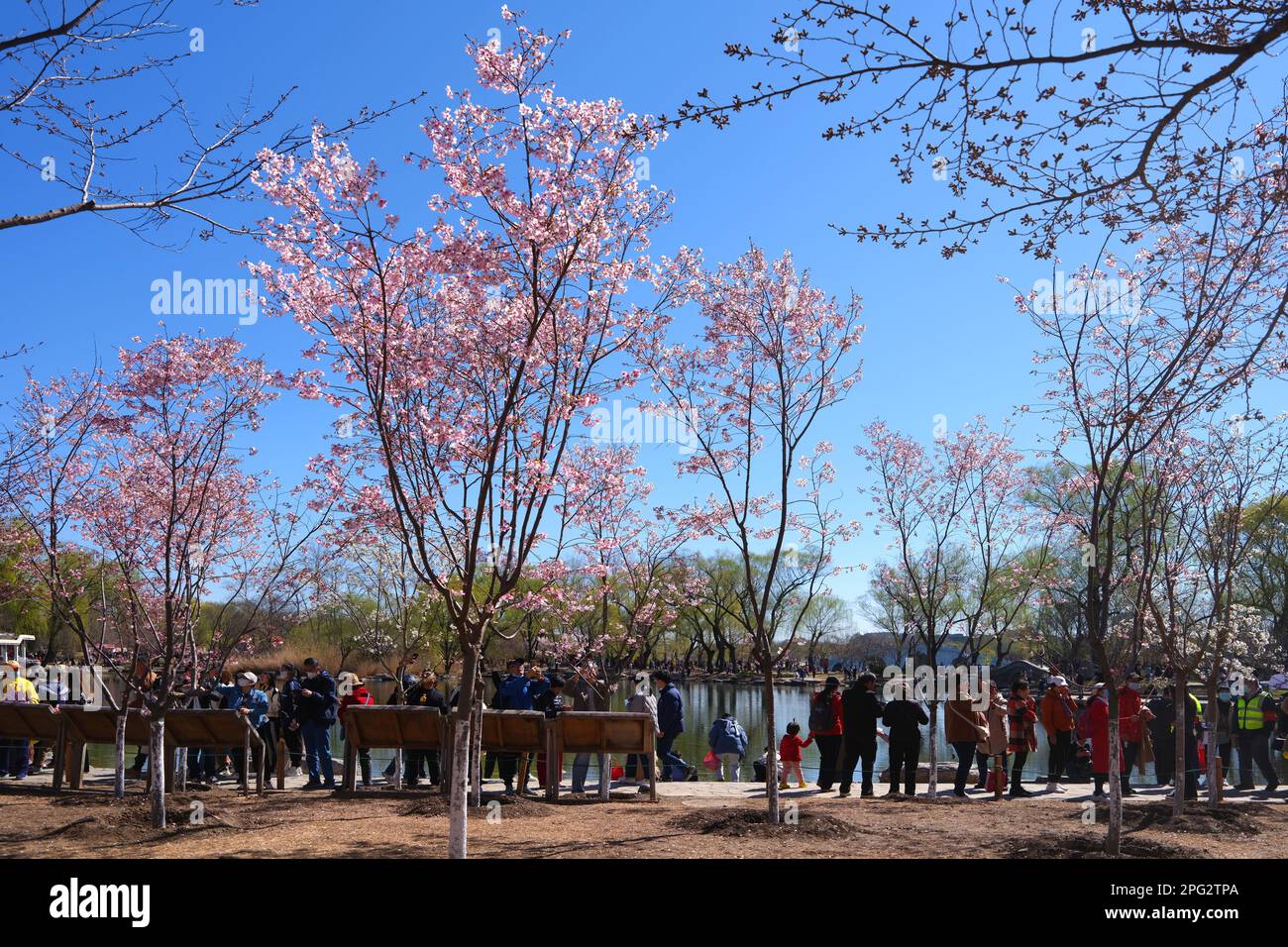 Les touristes apprécient les fleurs en fleurs au parc Yuyuantan à Beijing, en Chine. 18th mars 2023. (Photo de ChinaImages/Sipa USA) crédit: SIPA US/Alay Live News Banque D'Images