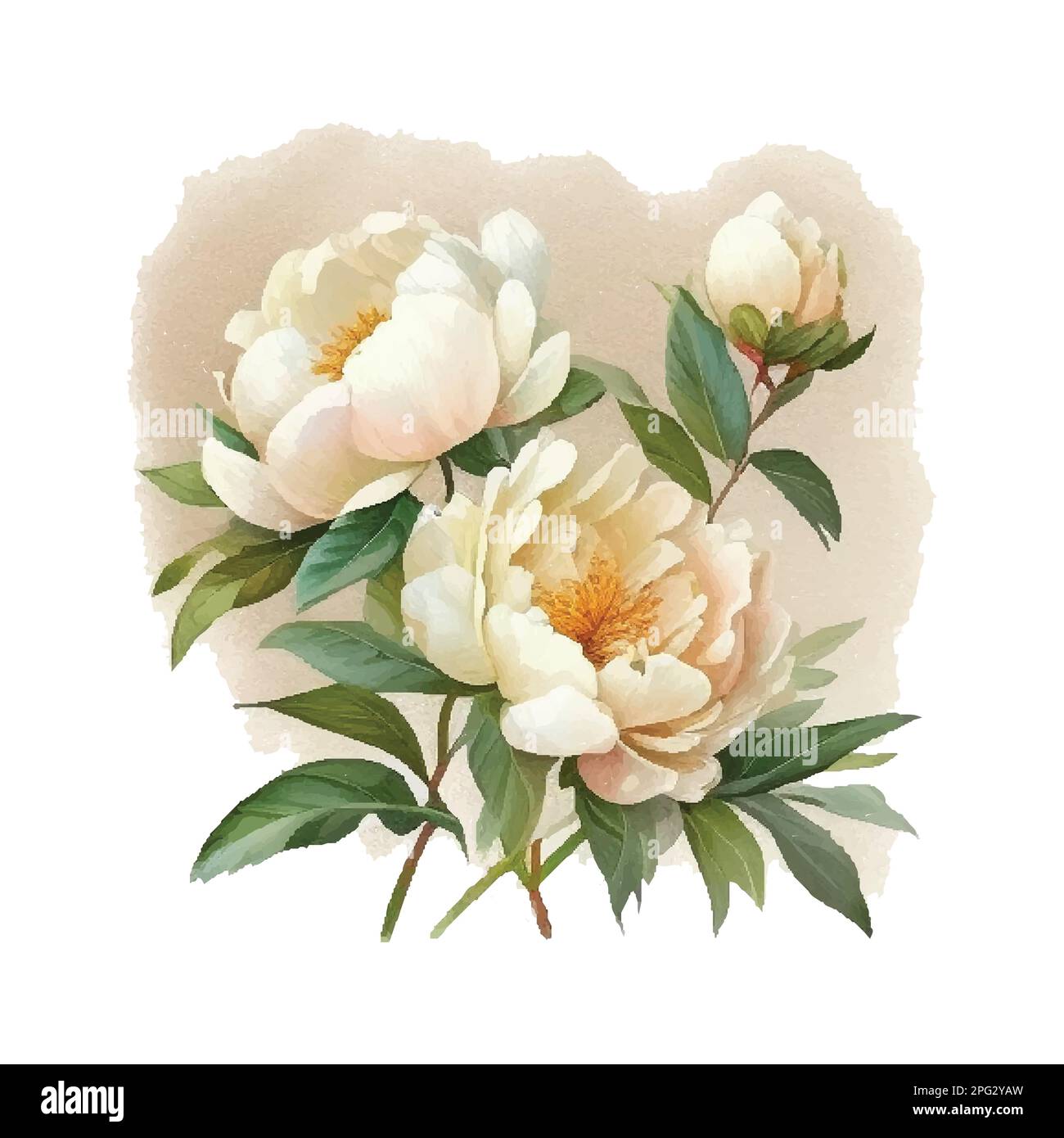 Illustration aquarelle dessinée à la main d'une magnifique pivoine blanche. Vecteur, isolé sur fond blanc. Élément pour la conception des invitations, des affiches de film Illustration de Vecteur