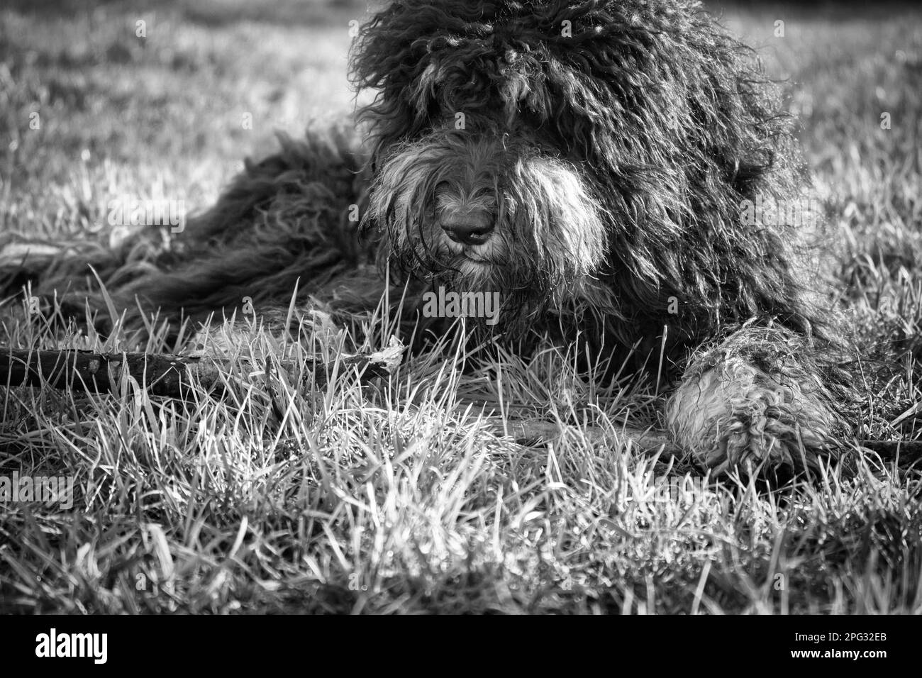 Goldendoodle noir couché sur la prairie avec bâton en noir et blanc pris. Fidèle compagnon, qui est également adapté comme chien de thérapie. Photo d'animal de compagnie de Banque D'Images
