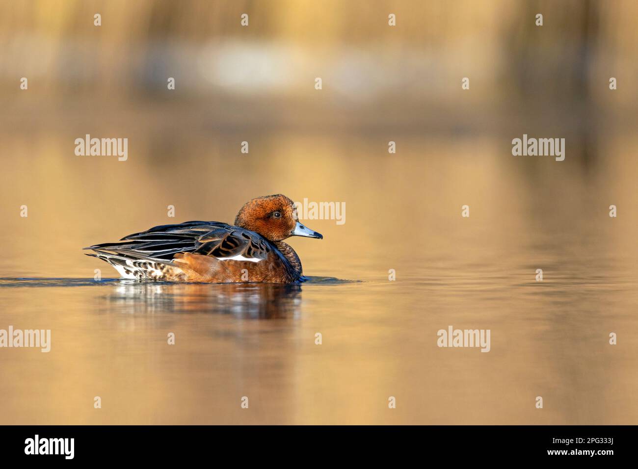 Wigeon eurasien (Anas penelope). Drake dans un plumage non-reproduction nageant sur une rivière. Allemagne Banque D'Images