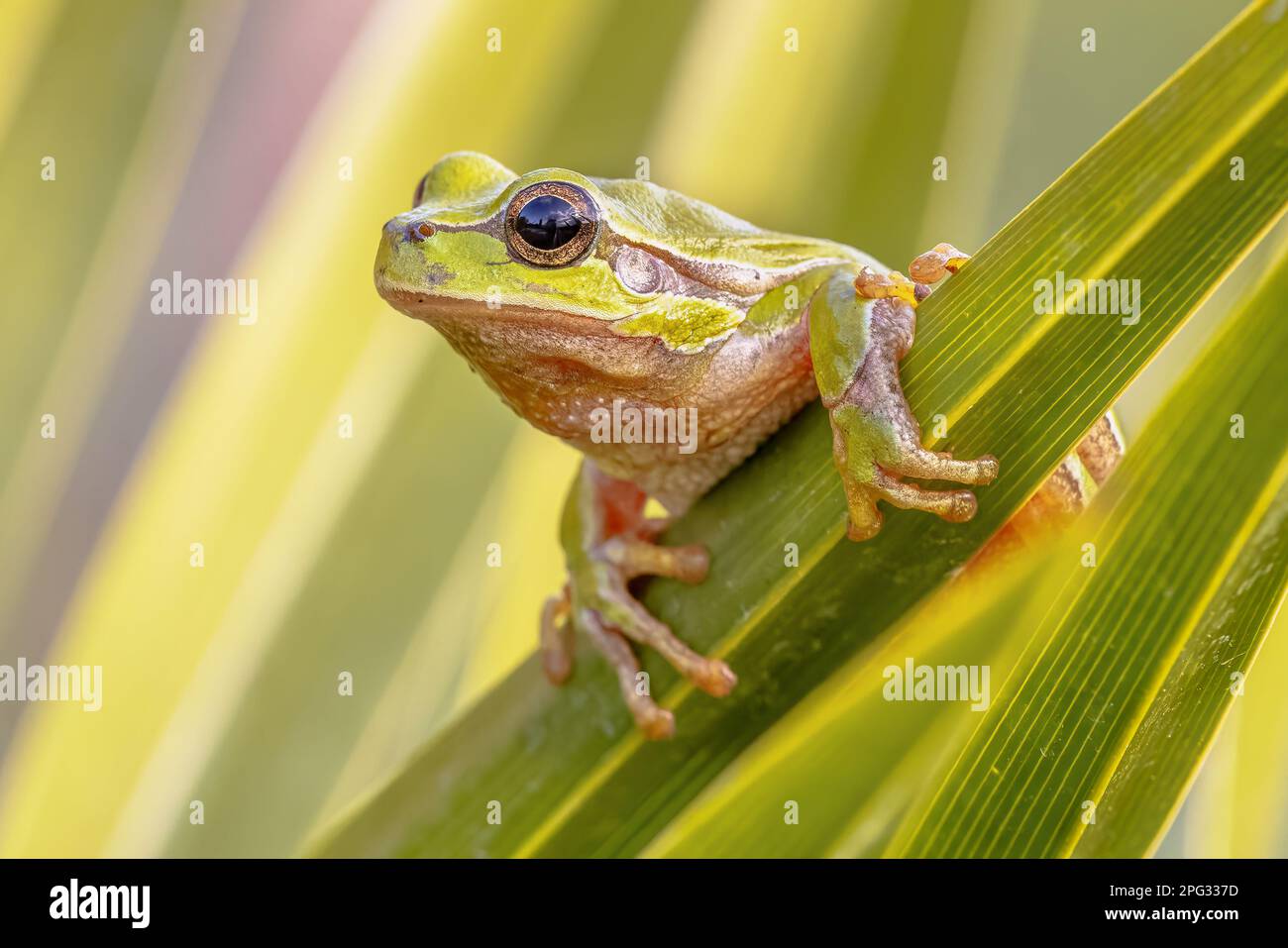 La grenouille d'arbre européenne verte (Hyla arborea) grimpant dans la plante et piquant autour du coin de la feuille. Scène sauvage de la nature en Europe. Banque D'Images