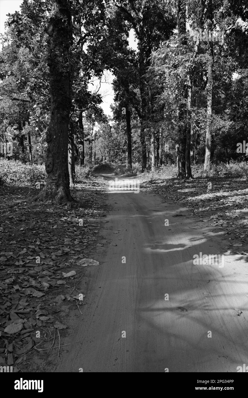 sentiers de la jungle vers la forêt Banque D'Images