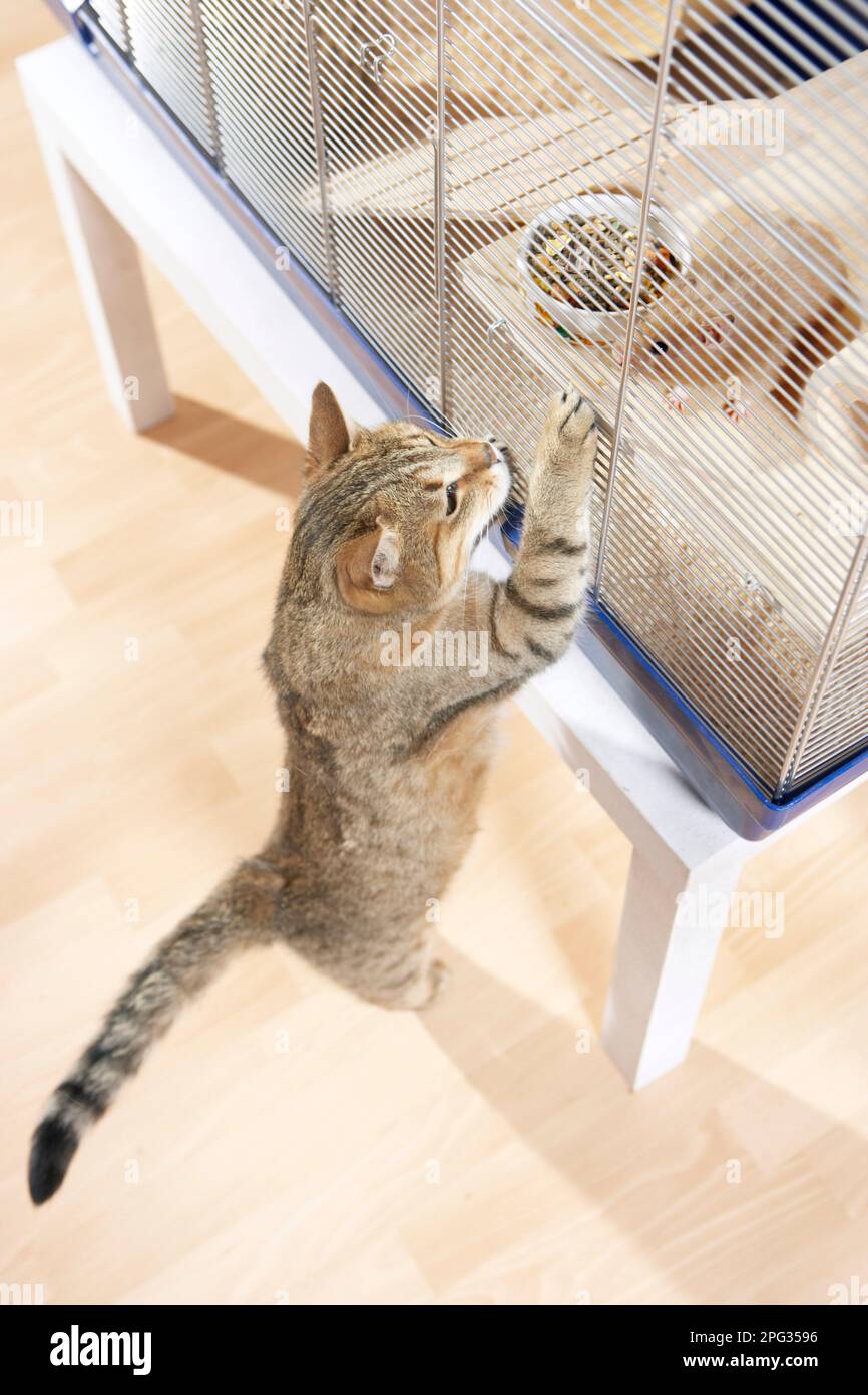 Un chat de maison d'adulte tabby s'intéresse à un hamster doré dans une cage Banque D'Images