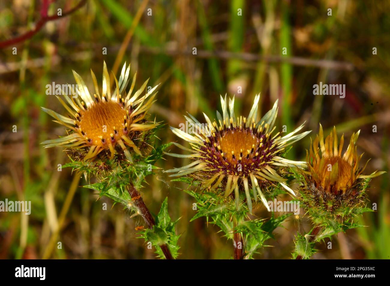 Carline Thistle (Carlina vulgaris). Trois têtes de fleurs. Allemagne Banque D'Images