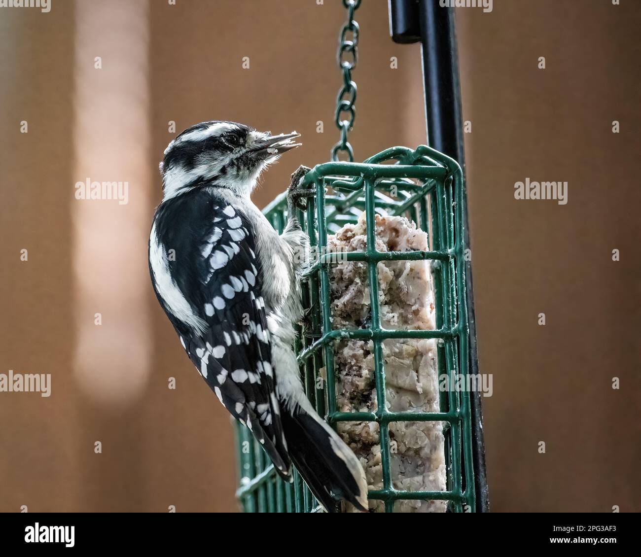 Jolie petite femelle de pic à bois sur une mangeoire à suet en train de manger un jour d'été à Taylors Falls, Minnesota, États-Unis. Banque D'Images