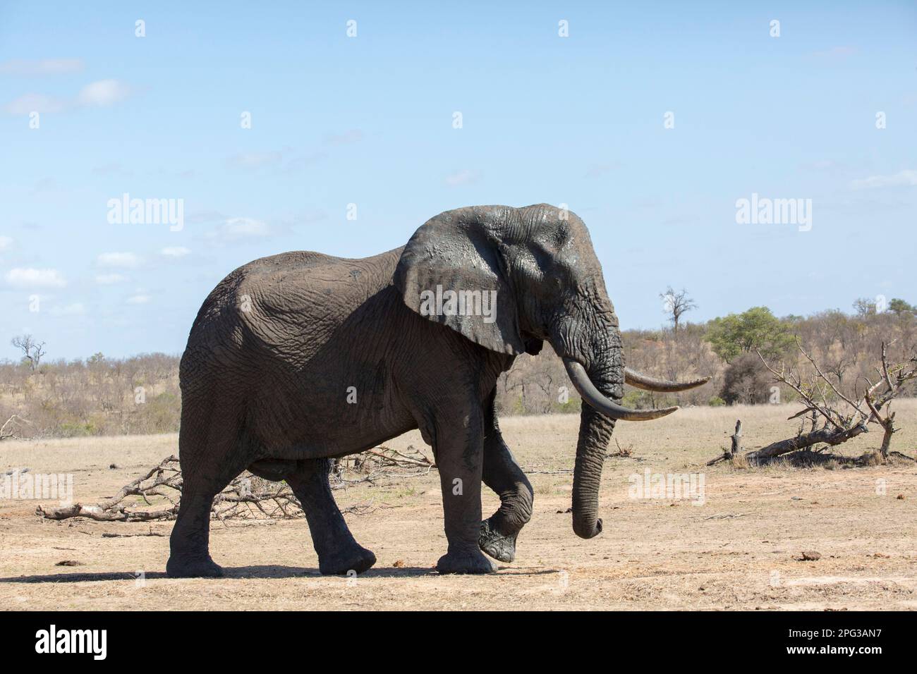 Vue panoramique sur un grand éléphant (Loxodonta africana) traversant une savane herbeuse en milieu de journée Banque D'Images