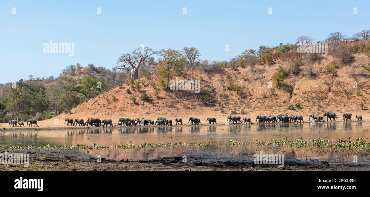 Grand troupeau d'éléphants d'Afrique (Loxodonta africana) marchant sur une longue ligne le long du bord d'une casserole naturelle à la base de la casserole naturelle Banque D'Images