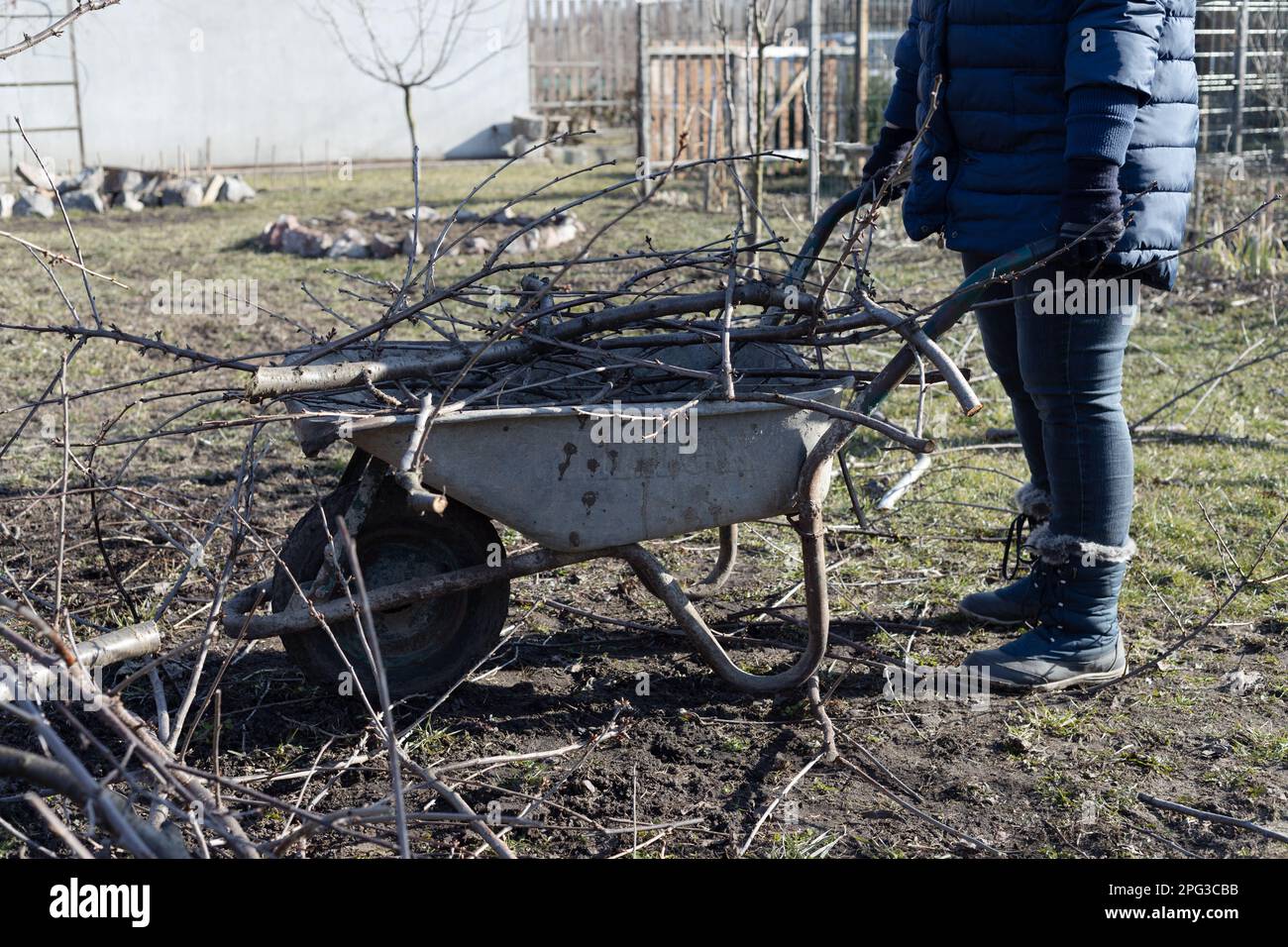 La main d'une femme recueille les branches après l'élagage au printemps d'un verger pour couper dans le paillis. Banque D'Images