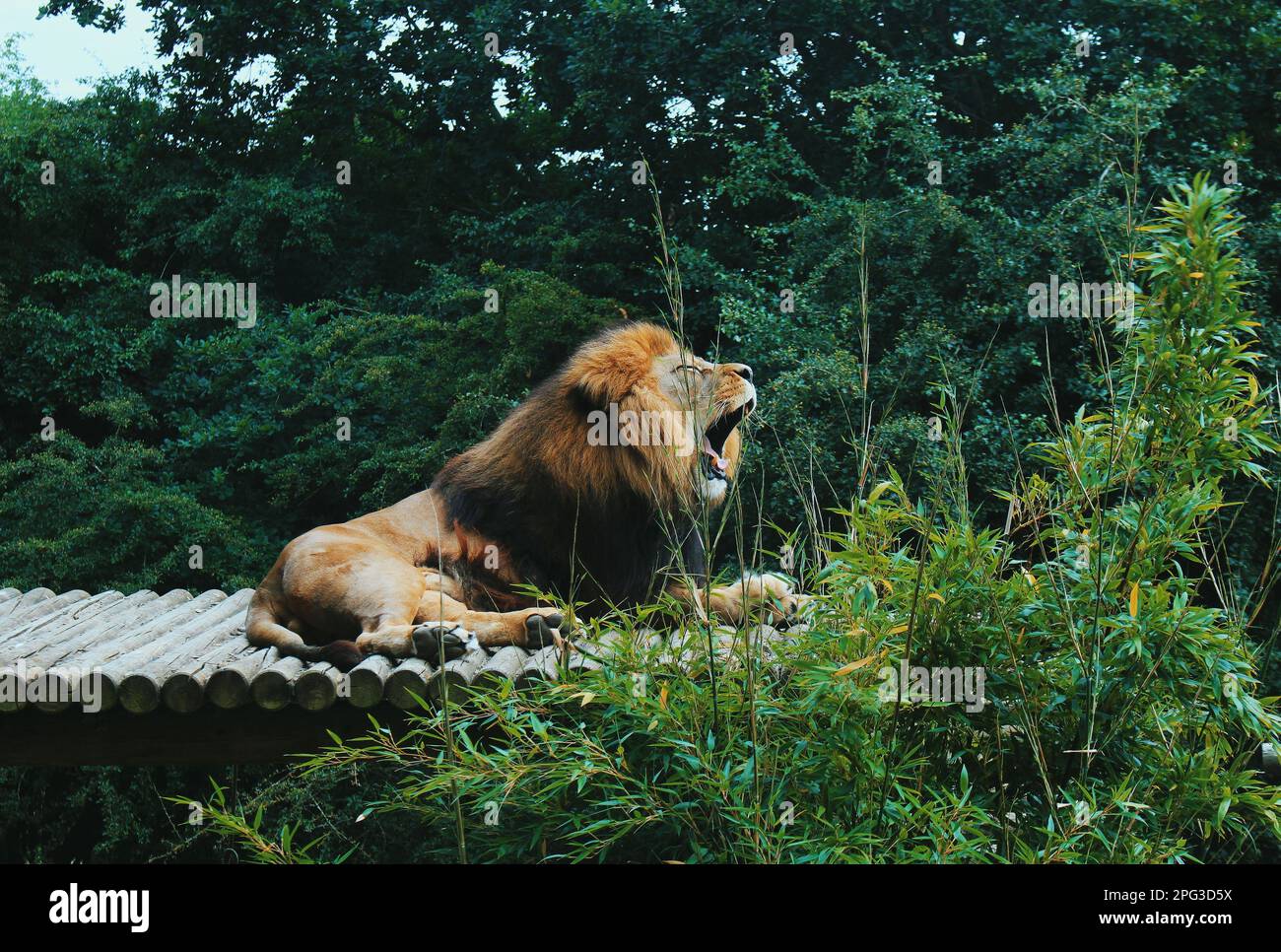 Un lion majestueux reposant sur un toit entouré de verdure luxuriante. Banque D'Images