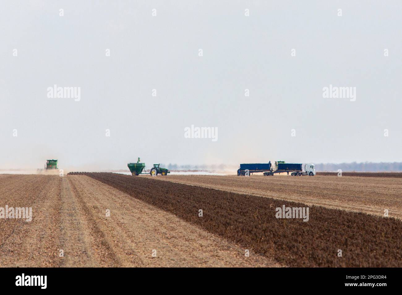 Machines agricoles récoltant du sorgho dans la vaste zone agricole des terres arides de Pandamatenga Banque D'Images