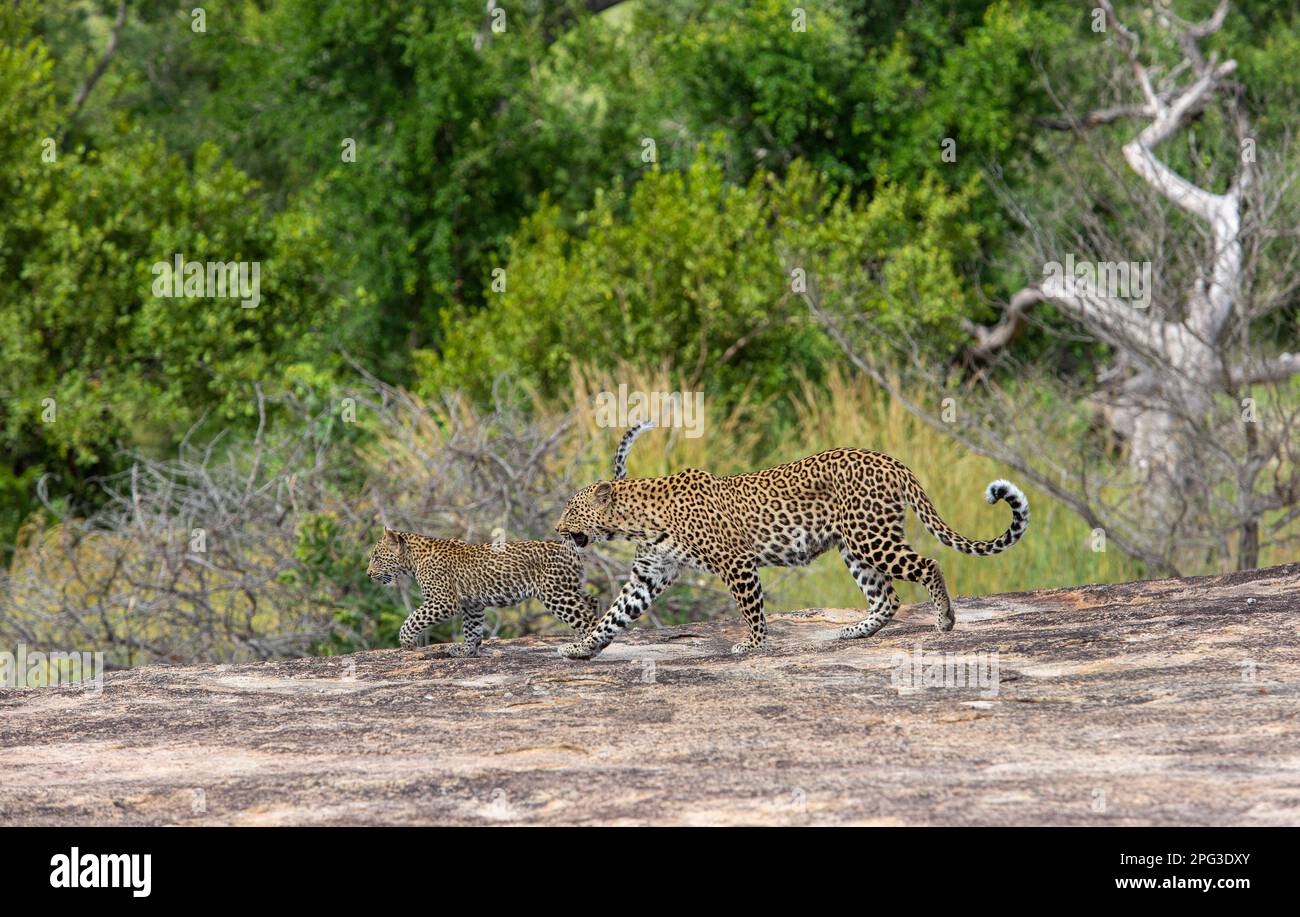 Photo de stock d'un léopard femelle adulte et de son cub qui se promeuvent au-dessus d'un affleurement de roche de granit Banque D'Images