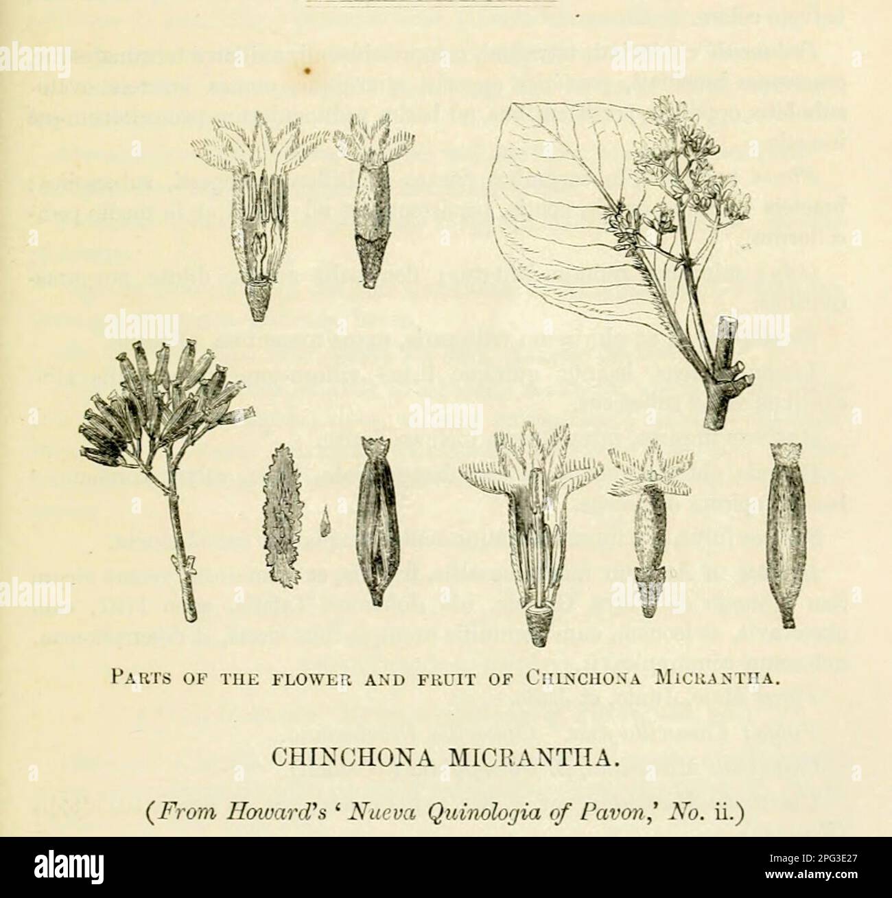 Chinchona (Cinchona) micrantha du livre Travels in Peru and India tout en superintentant la collection de plantes et de graines de chinchona en Amérique du Sud, et leur introduction en Inde par Sir Clements Robert Markham, 1830-1916 Date de publication 1862 Éditeur Londres : J. Murray Cinchona a toujours été recherché pour sa valeur médicinale, car l'écorce de plusieurs espèces produit de la quinine et d'autres alcaloïdes. Ce sont les seuls traitements efficaces contre le paludisme au plus fort du colonialisme européen, qui les ont rendus d'une grande importance économique et politique. Les arbres du genre sont Banque D'Images