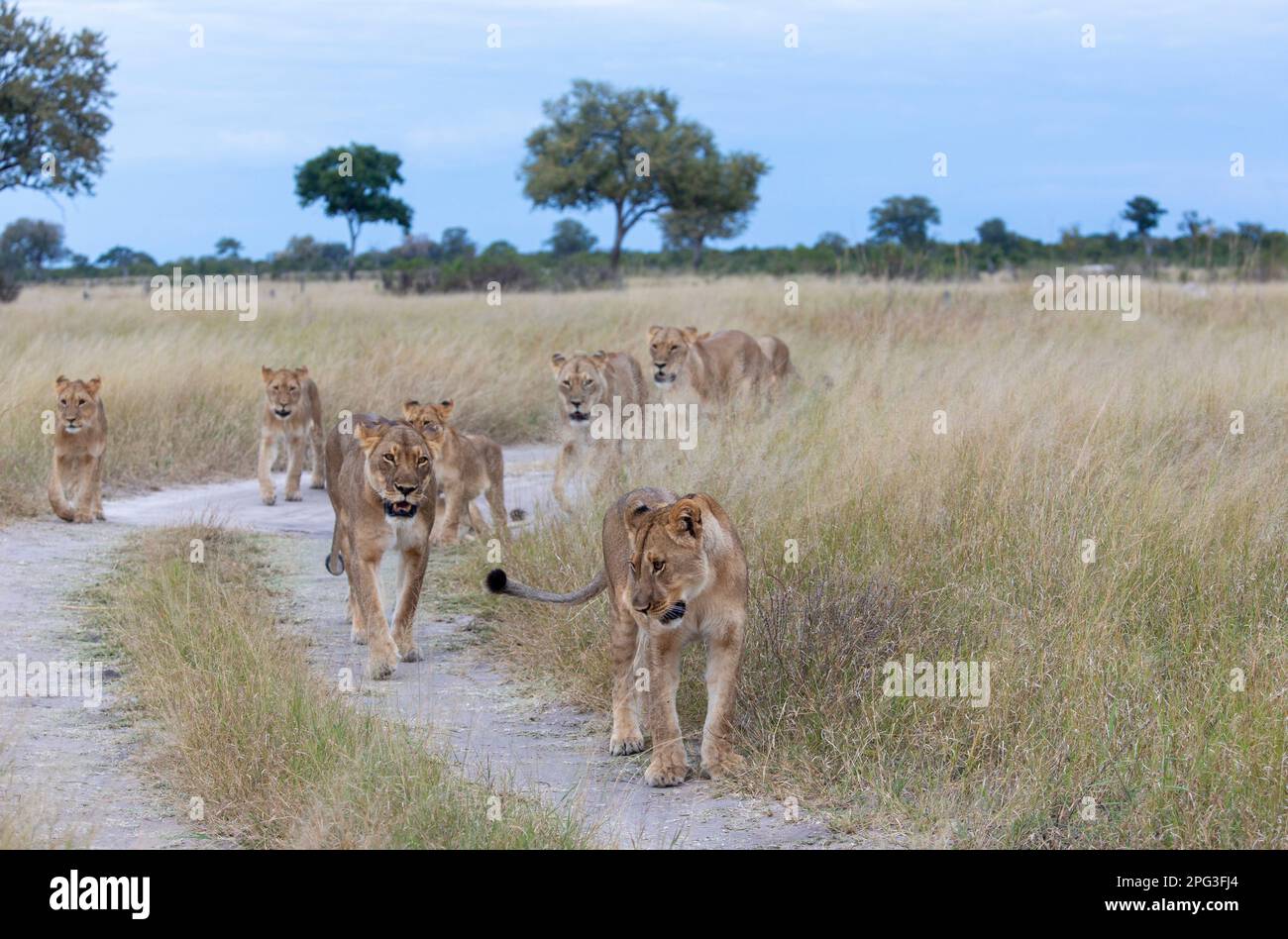 Fierté du lion en descendant une route courbe vers l'appareil photo Banque D'Images