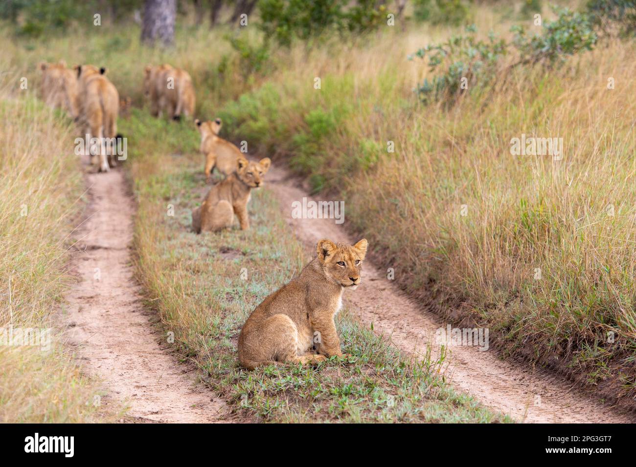 Lion cub assis au milieu de la mannetjie d'une piste de bushveld avec les femmes de fierté marchant Banque D'Images