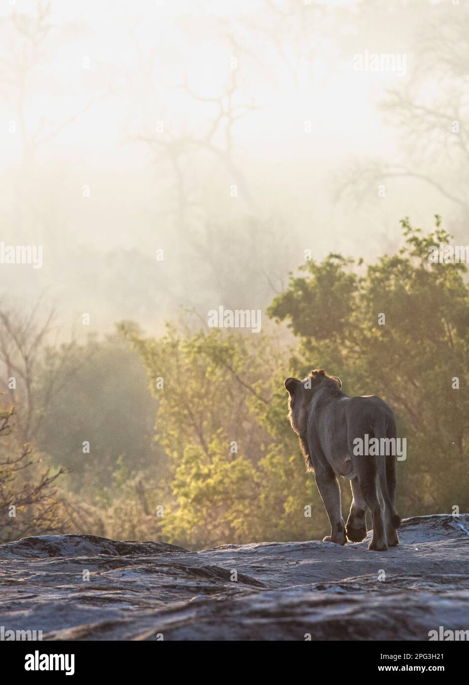 Vue panoramique d'un lion mâle adulte (Panthera leo) marchant sur un rocher dans le loin le matin brumeux Banque D'Images