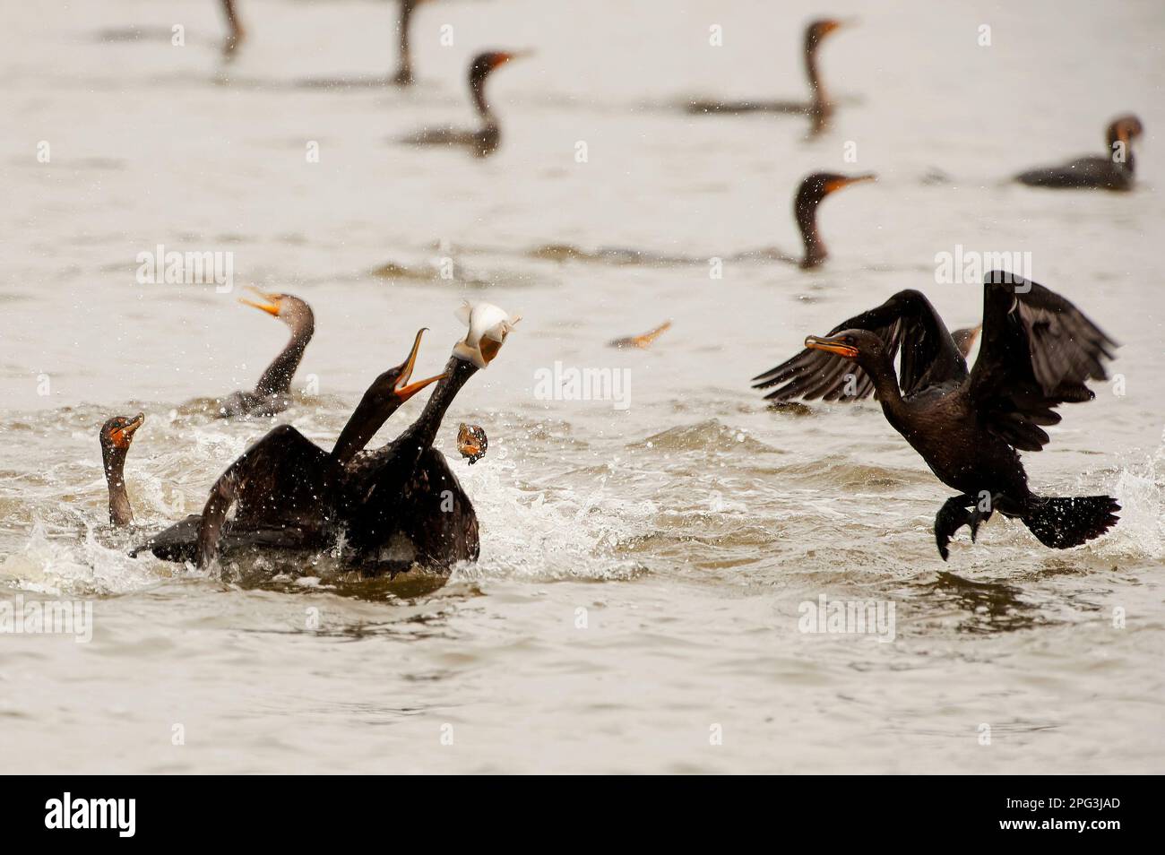 Pêche au cormoran à double crête frénétique à la réserve naturelle de Jamaica Bay Banque D'Images