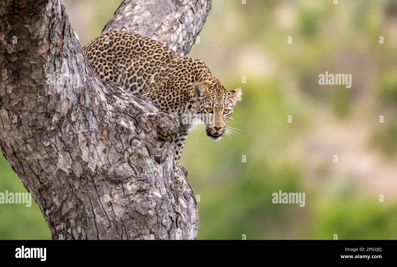 Une femelle de deux ans, le léopard (Panthera pardus) dans la fourchette d'un arbre de marula Banque D'Images
