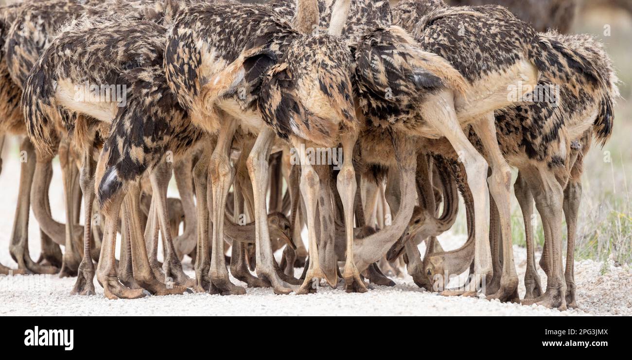Un troupeau d'autruches subadultes qui ramassaient du gravier à partir d'une surface de route Banque D'Images