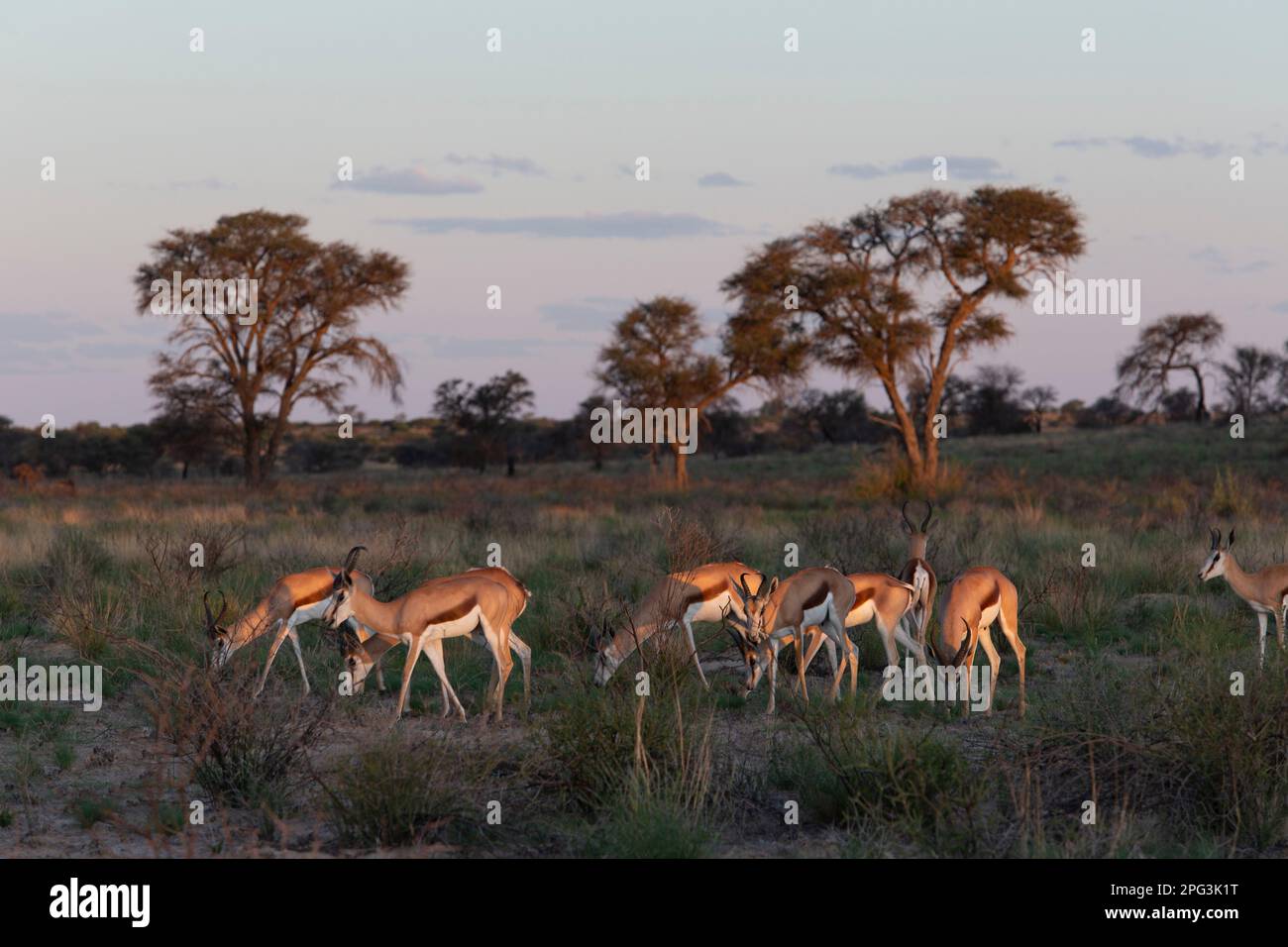 Les derniers rayons du soleil attrapant un troupeau de sprinbock se nourrissant dans le Kalahari norhann Banque D'Images