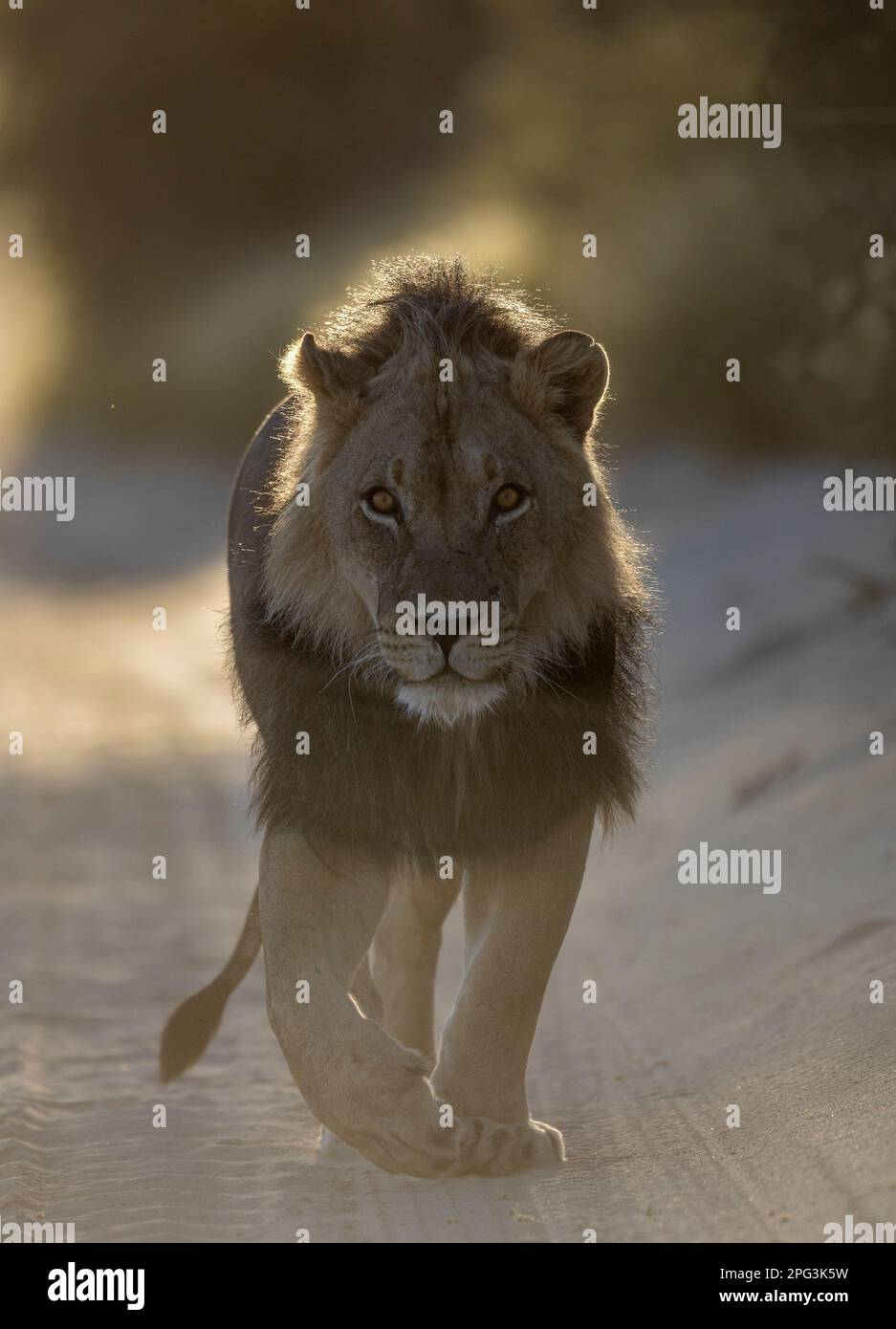 Lion mâle adulte marchant vers la caméra sur une route ondulée Kgalagadi Banque D'Images