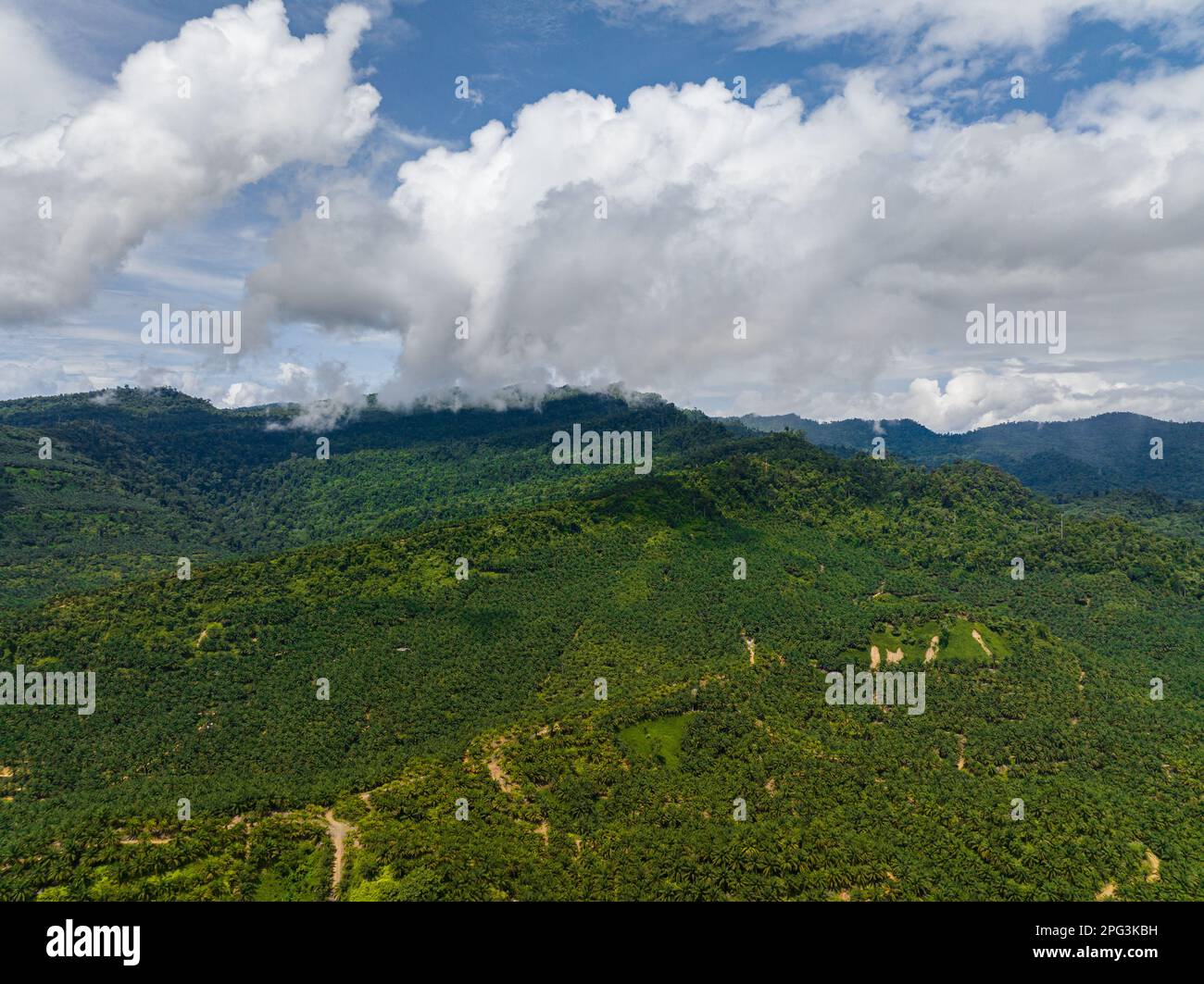 Plantations de palmiers à huile et montagnes de la jungle. Bornéo, Malaisie. Banque D'Images