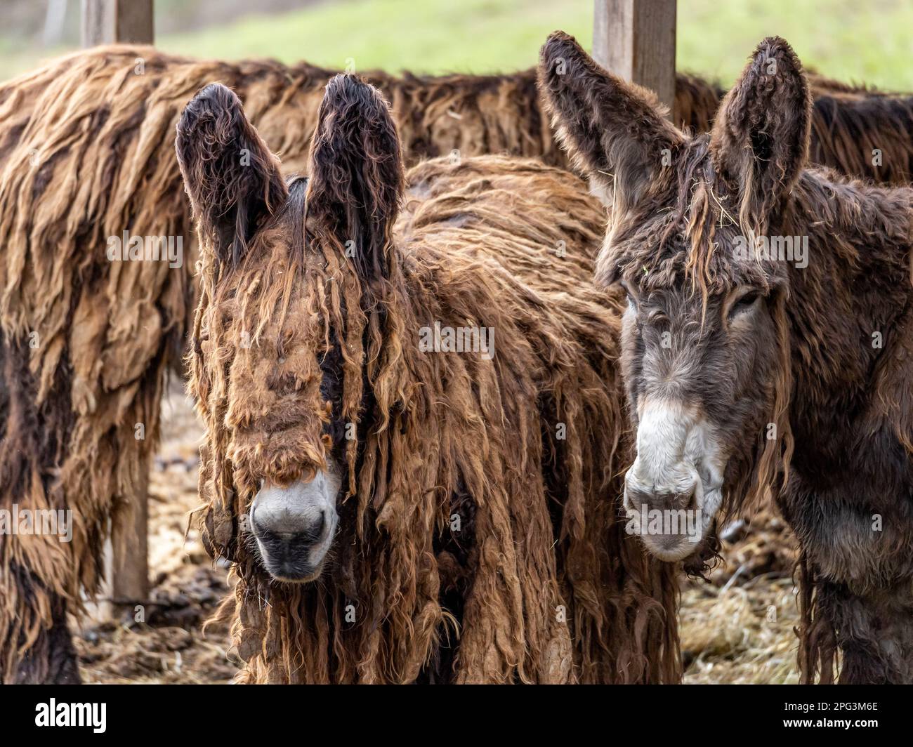 Âne du Poitou ou Baudet du Poitou Banque D'Images